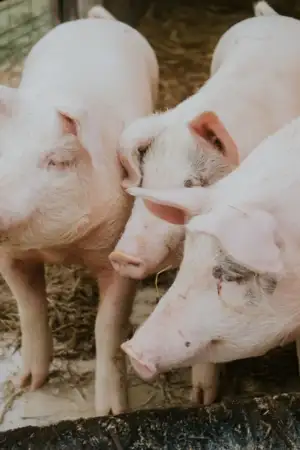 Suinicultores apontam “maior crise de sempre” e querem urgência nos apoios